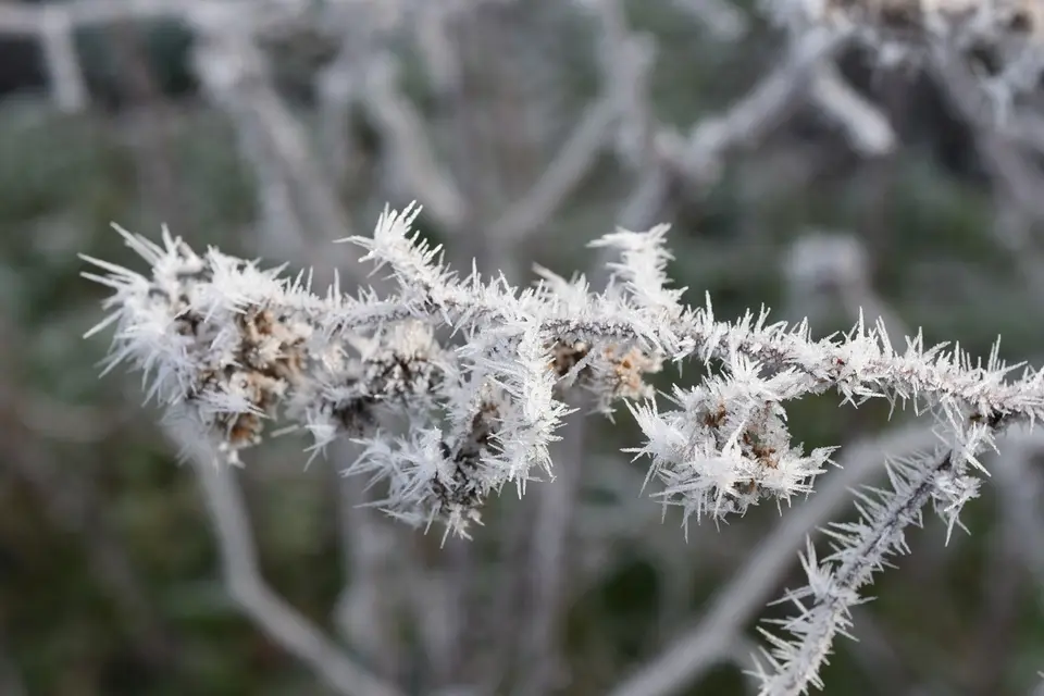 Takken met witte rijp op een koude wintermorgen